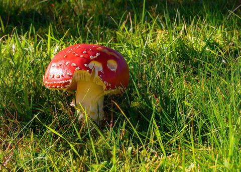 Herbst im Wald