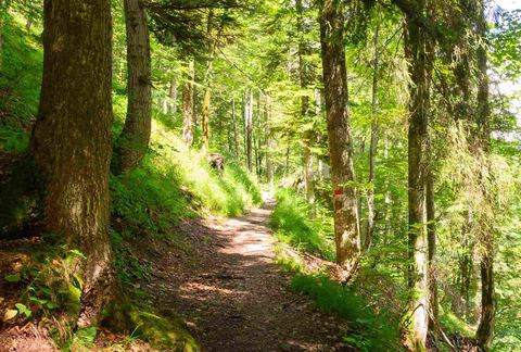Waldweg