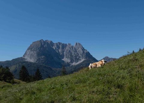 Blick zum Wilden Kaiser